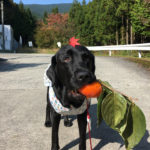 【秋のおすすめ】犬とお散歩できる素敵な場所【四郷・串柿の里】