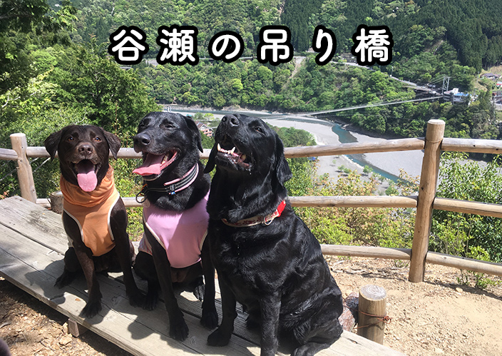 【奈良県 十津川村】犬とお散歩できる素敵な場所【谷瀬の吊り橋】