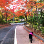 【紅葉の季節おすすめ】犬とお散歩できる素敵な場所【再度公園（ふたたびこうえん）】