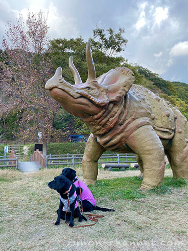 和歌山市民も知らない穴場 犬とお散歩できる素敵な場所 森林公園 市民の森 恐竜公園 ずのんチャンネル