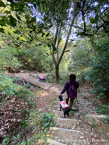和歌山市市民の森ハイキングコース　冒険の森コース