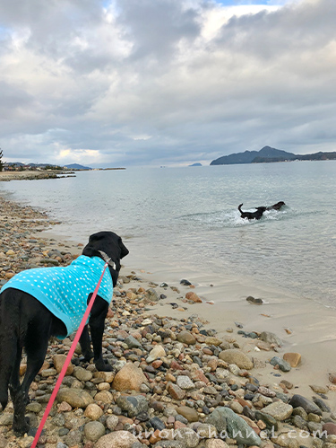 天橋立　砂浜で遊ぶ犬