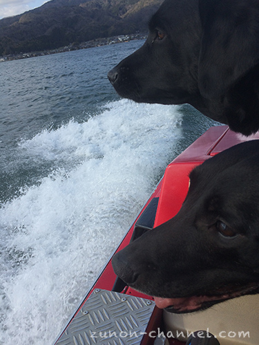 天橋立モーターボートに乗る犬