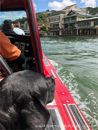 天橋立　モーターボートに乗る犬