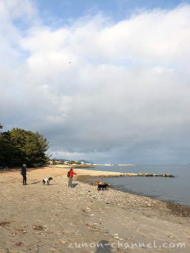 天橋立　砂浜で遊ぶ犬