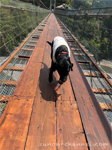谷瀬の吊り橋を渡る犬