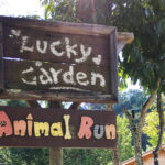 【スリランカ料理が美味しい】犬とお散歩できる素敵な場所【ラッキーガーデン】