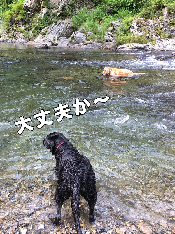 犬と泳ごう 犬と一緒に行ける素敵な場所 天の川青少年旅行村 ずのんチャンネル