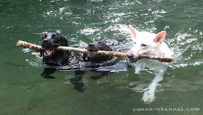仲良く泳ぐ３頭の犬