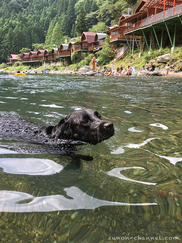 天の川青少年旅行村で泳ぐ犬