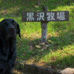 【和歌山県海南市】犬と一緒に行ける素敵な場所【黒沢牧場】