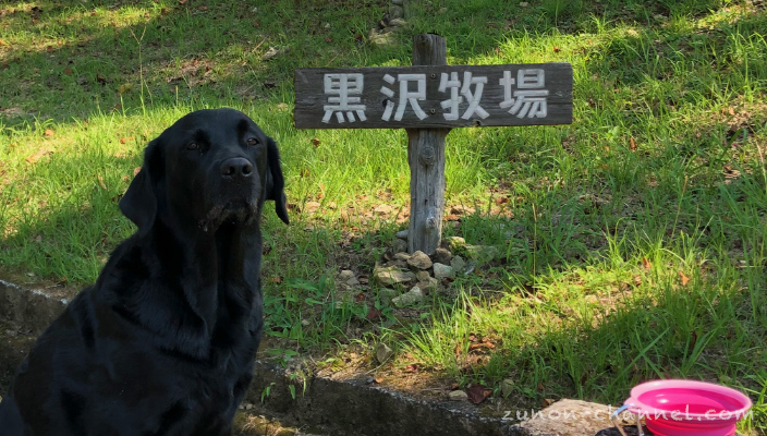 【和歌山県海南市】犬と一緒に行ける素敵な場所【黒沢牧場】
