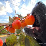 【秋のおすすめ】犬とお散歩できる素敵な場所【串柿の里 2021年】