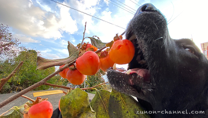 串柿の里で柿を食べようとする犬