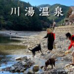 【和歌山県田辺市】犬と一緒に行ける素敵な場所【川湯温泉】
