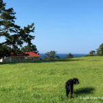 【本州最南端】犬と一緒に行ける素敵な場所【潮岬（しおのみさき）】