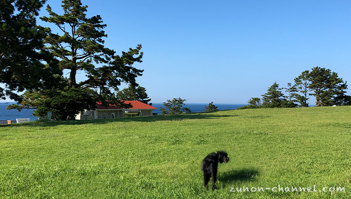 潮岬の綺麗な空と芝生で記念撮影をする犬