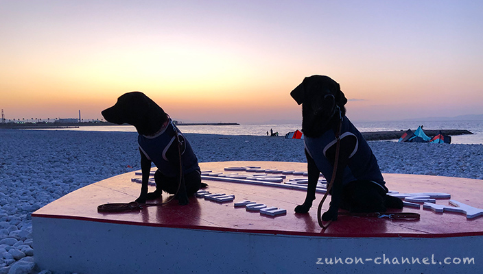 泉南マーブルビーチにあるインスタ映えスポット恋人の聖地ハートモニュメントで記念撮影する犬