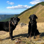 【奈良県曽爾村】犬とお散歩できる素敵な場所【曽爾高原（そにこうげん）】