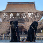 【桜が咲いていない時の】犬と一緒に行ける素敵な場所【奈良県吉野山】
