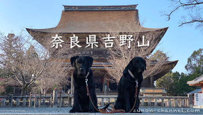 【桜が咲いていない時の】犬と一緒に行ける素敵な場所【奈良県吉野山】